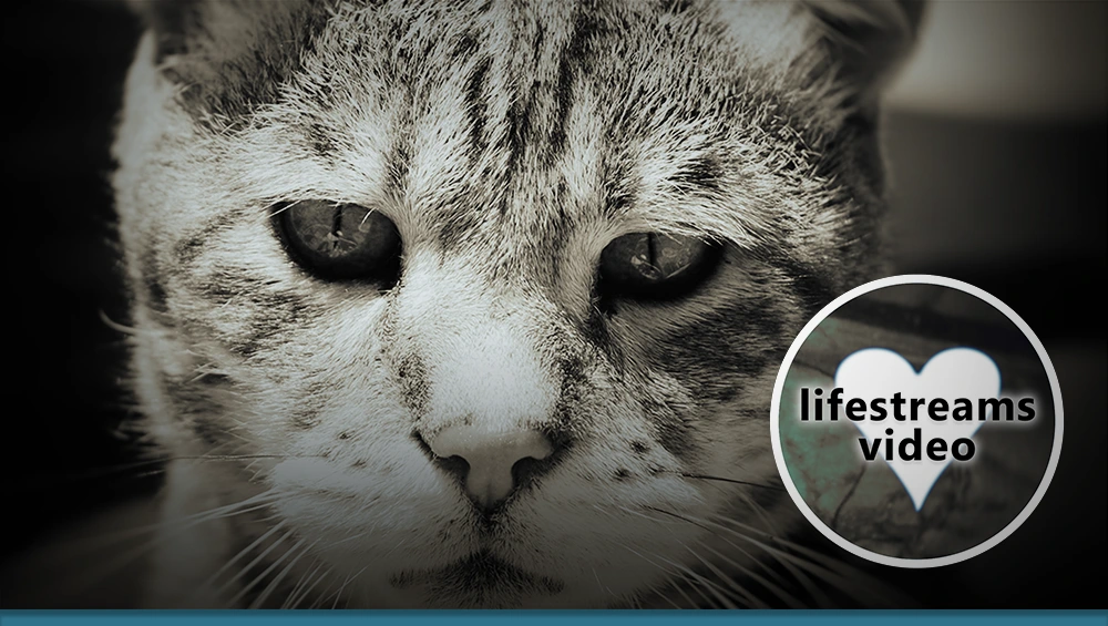 lifestreams video banner